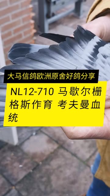 NL12-1296710 马歇尔栅格斯作育 考夫曼血统