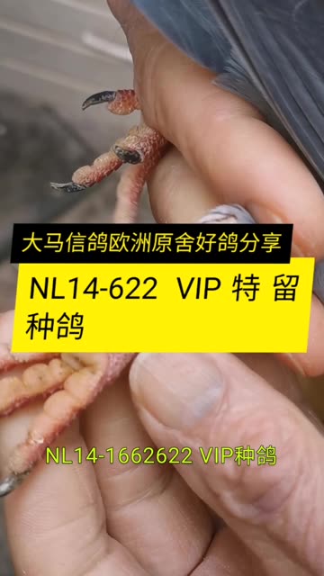 NL14-622 VIP种鸽分享