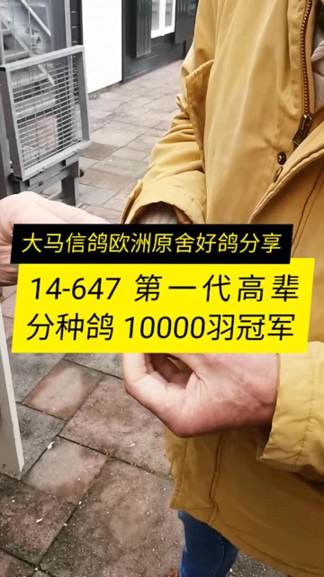 14-647 1万羽冠军，第一代高辈分种鸽分享