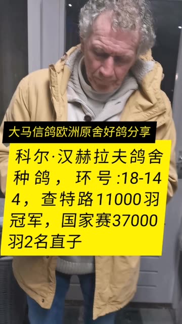 科尔·汉赫拉夫鸽舍种鸽，18-144，2017年查特路11000羽冠军，全国37000羽2名直子